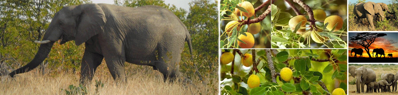 Ba-Phalaborwa - The Home of Marula and the Wildlife Tourism